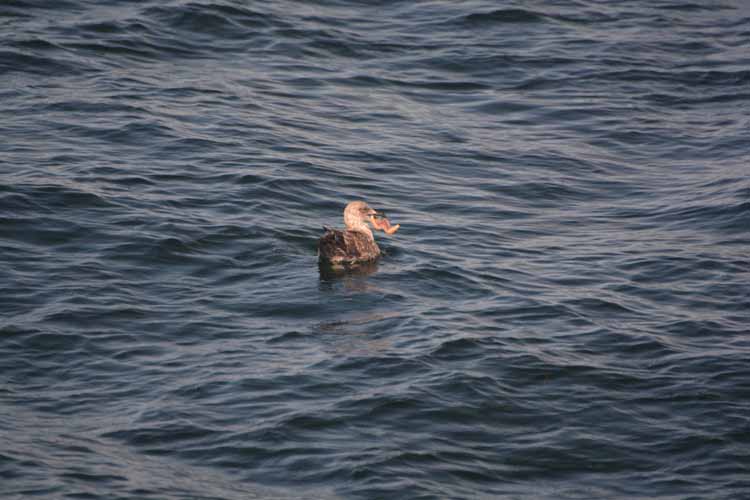 gull with starfish